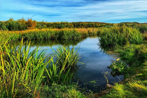 Natural wetlands at St Fitticks public park in Aberdeen